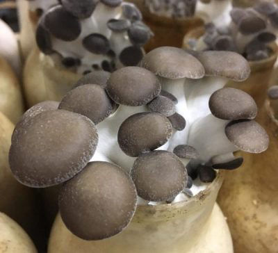 Cogumelos Serra Negra